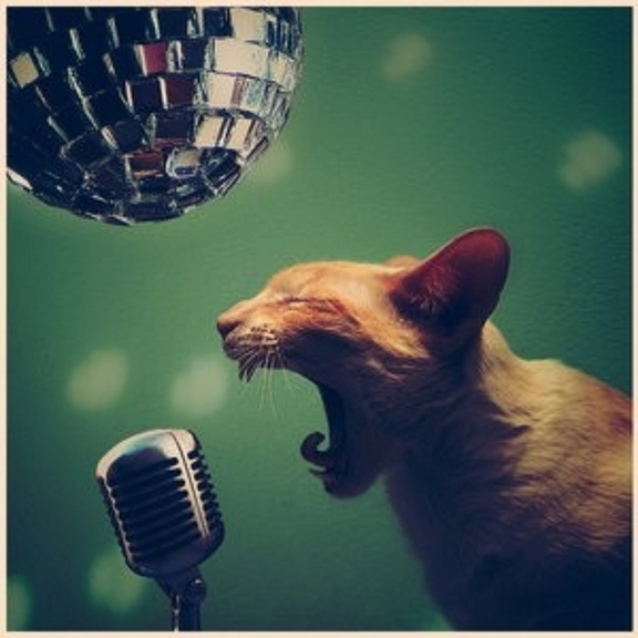 Cats-singing-31-medium